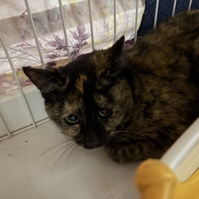 コンコルド【ちびびの森シェルター】