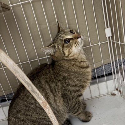 トムキャット【ちびびの森シェルター】