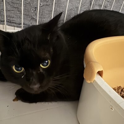 ブラックバード【ちびびの森シェルター】