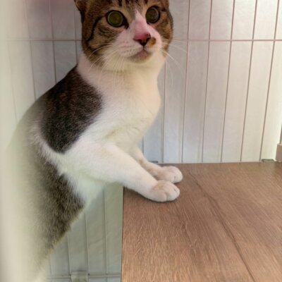 ジェイエア【ちびびの森シェルター】