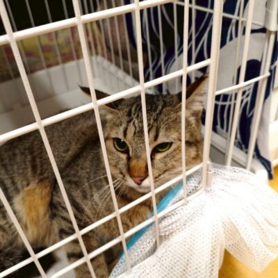 エア・ドゥ【ちびびの森シェルター】