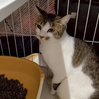 サンダーボルト【ちびびの森シェルター】