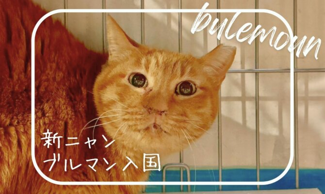 【大阪ねこ浴場】新ニャン🐈️ブルマン入国♨️