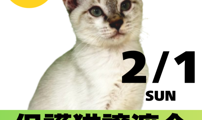 未来の家族、立候補中！＠岐阜市保護猫譲渡会