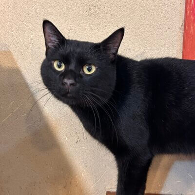 ブラックバード【岐阜店】