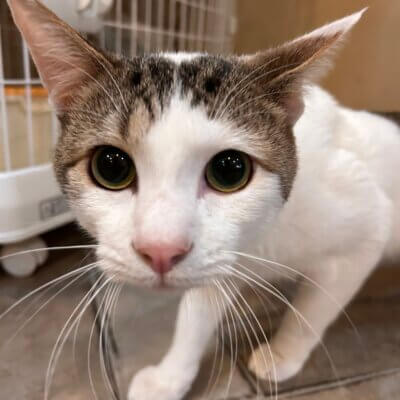 ジェットスター【お茶の水店】