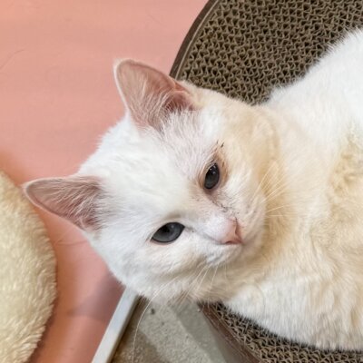 わた【千葉店】