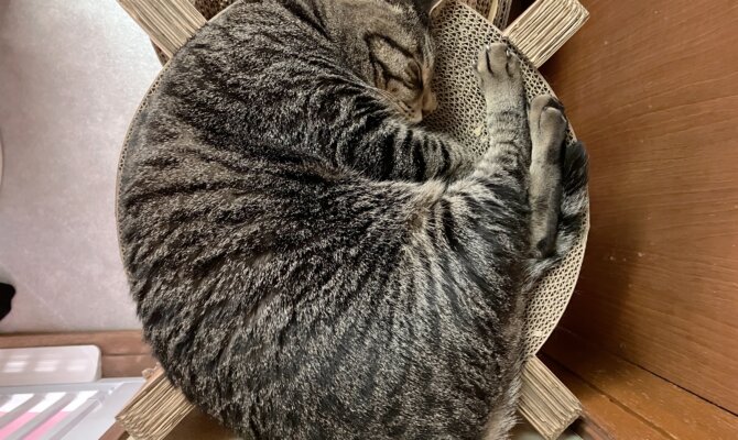 【お茶の水】〜ゴン〜