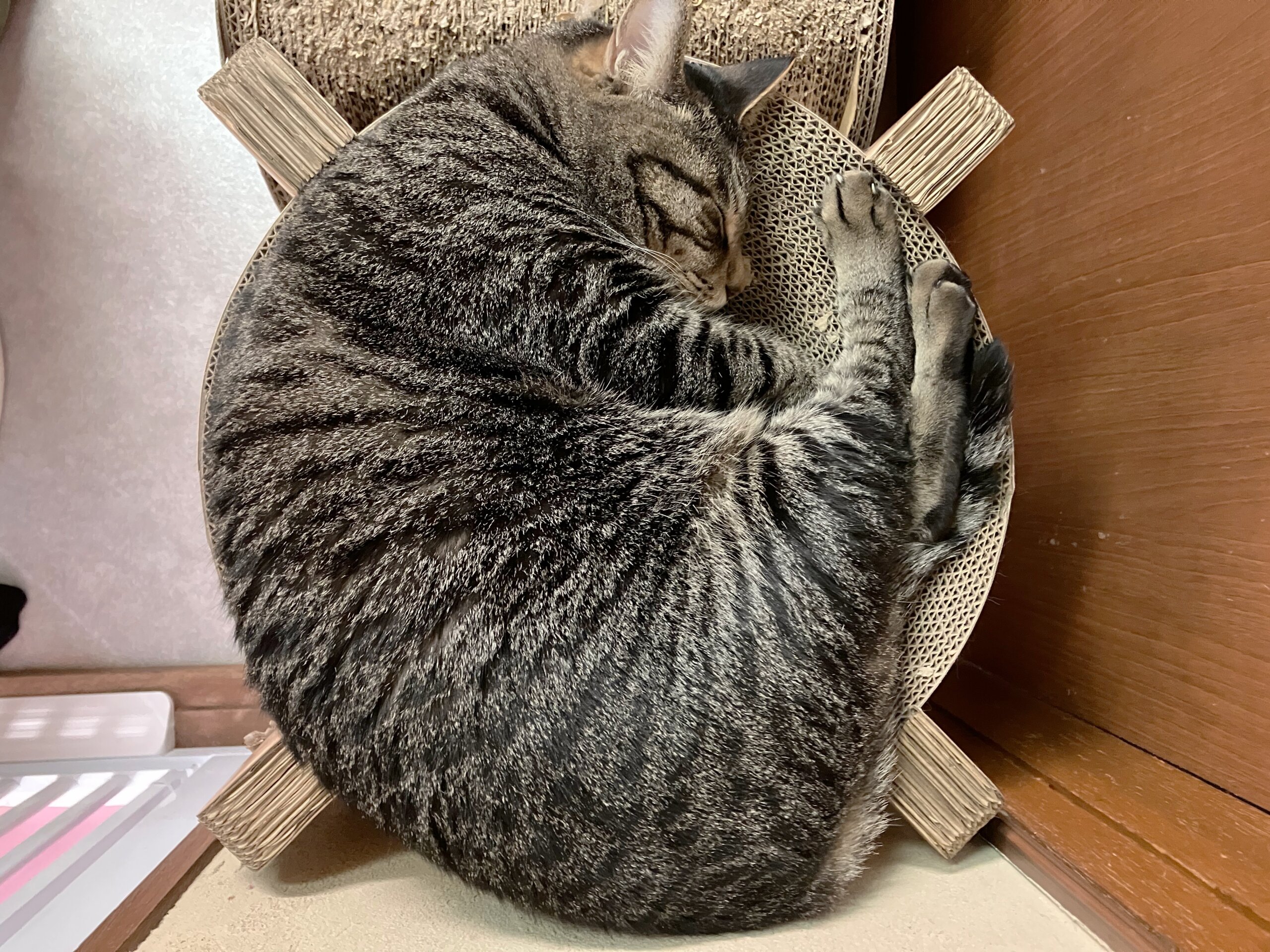 お茶の水】〜ゴン〜 | ネコリパブリック｜日本の猫の殺処分をゼロに！