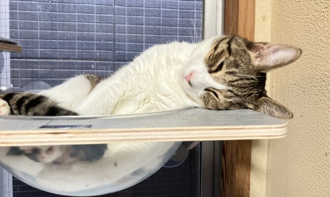 【お茶の水】〜山根つよし〜