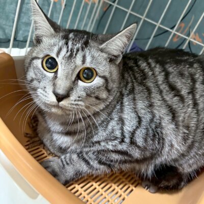 パク・ソジュン【ちびびの森シェルター】