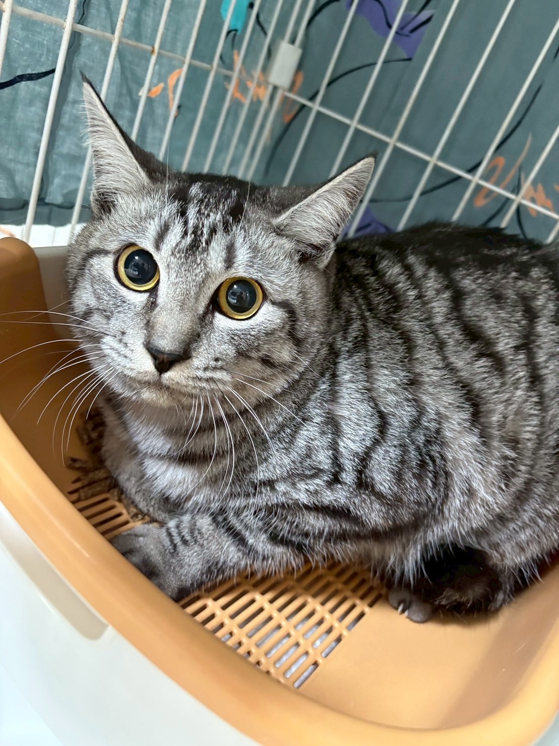 パク・ソジュン【ちびびの森シェルター】 | ネコリパブリック｜日本の