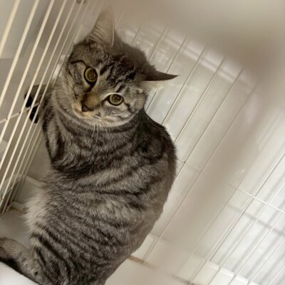 パク・ヒョンシク【ちびびの森シェルター】