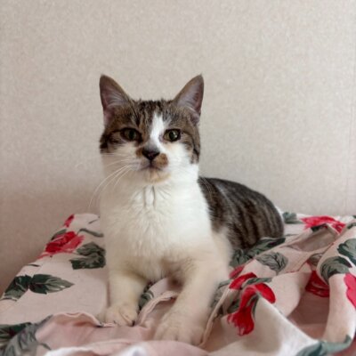 ブリトニー【飛騨】