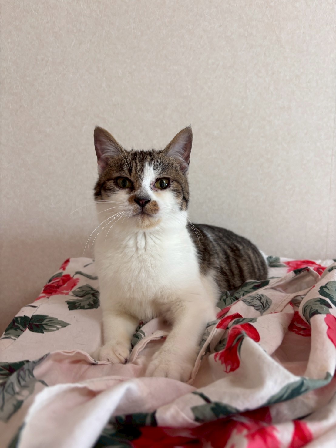 ブリトニー【飛騨】 | ネコリパブリック｜日本の猫の殺処分をゼロに！