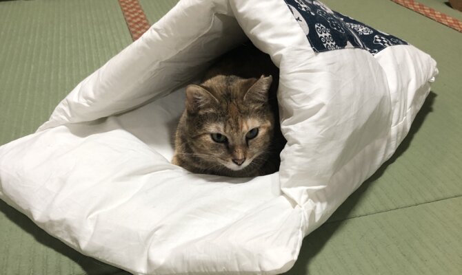 【お茶の水】〜クスクス〜