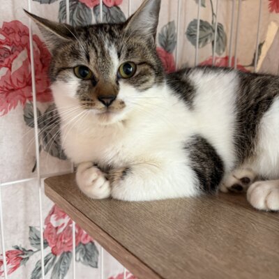 スピアーズ【飛騨】