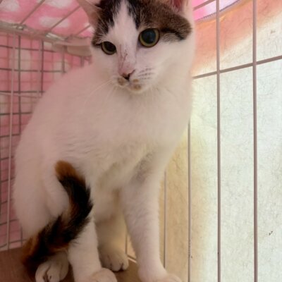 キャロル【飛騨】