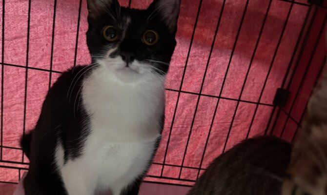 【お茶の水】〜きょうれい〜