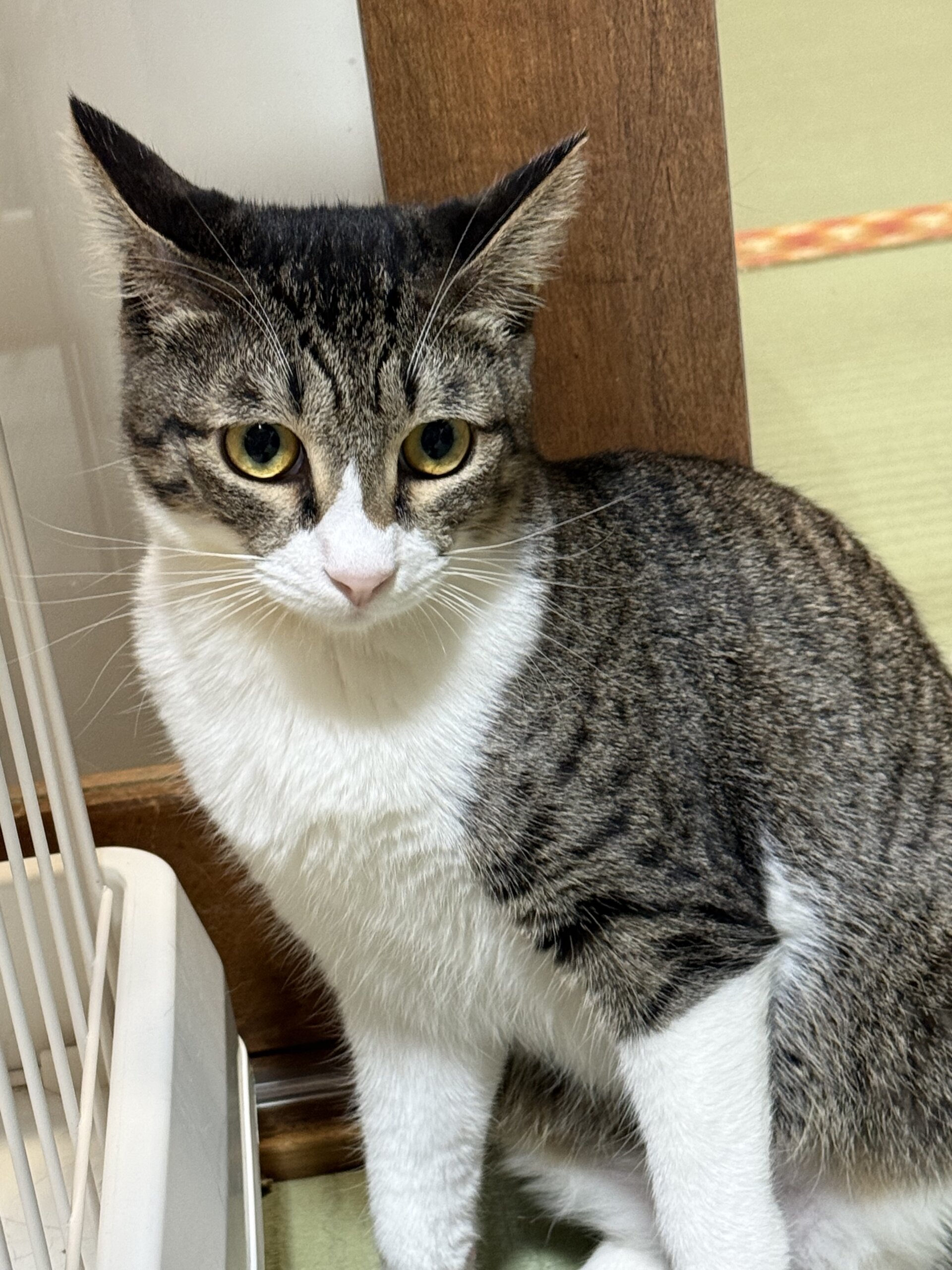 お茶の水】〜野口笑子〜 | ネコリパブリック｜日本の猫の殺処分をゼロに！