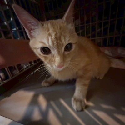 れんれん【ちびびの森シェルター】