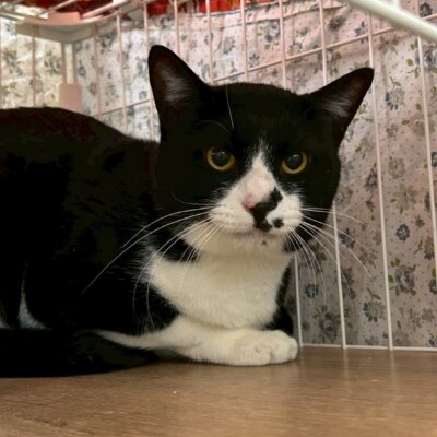 スターフライヤー【ちびびの森シェルター】