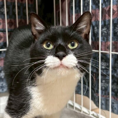 ファイティング・ファルコン【ちびびの森シェルター】