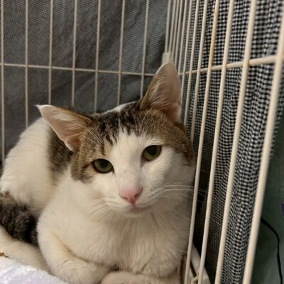 ジェットスター【ちびびの森シェルター】