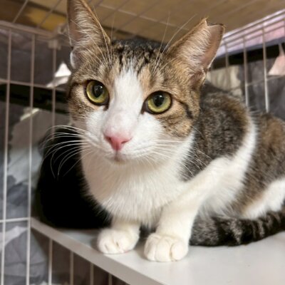 ドリームライナー【ちびびの森シェルター】