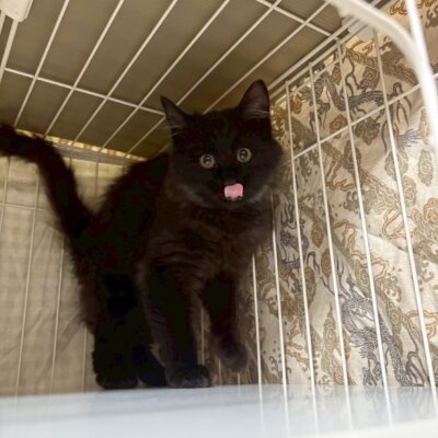 アン・ゾゾコ【ちびびの森シェルター】