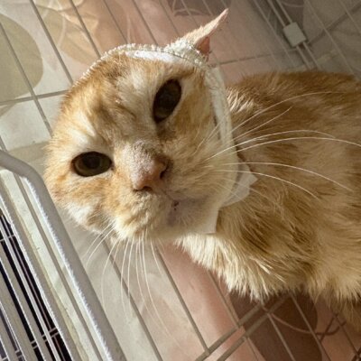 みみお【ちびびの森シェルター】