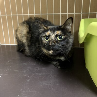 きすぎ るい【ちびびの森シェルター】