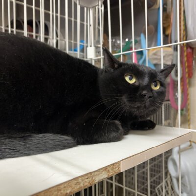 きすぎ あい【ちびびの森シェルター】