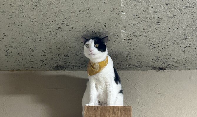 【お茶の水店】~光秀~