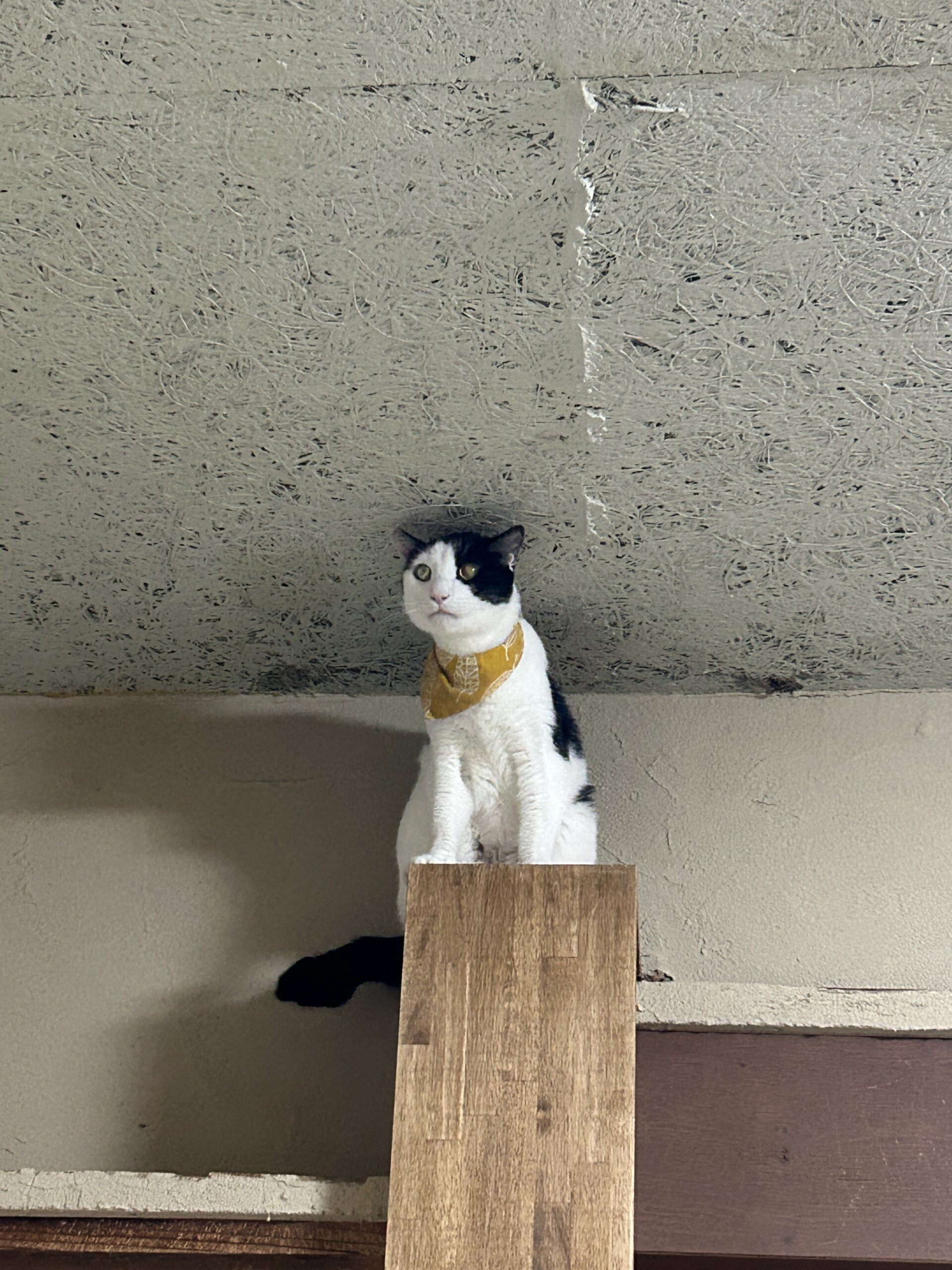 お茶の水店】~光秀~ | ネコリパブリック｜日本の猫の殺処分をゼロに！