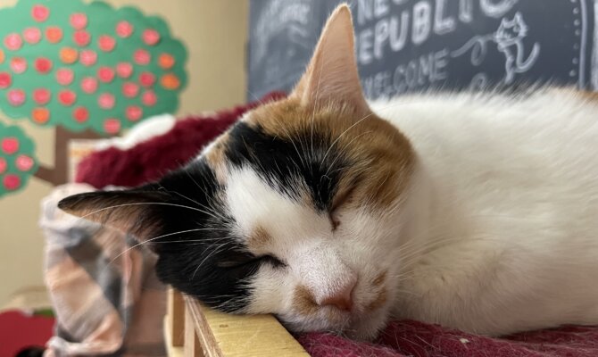 【お茶の水】〜こもび〜