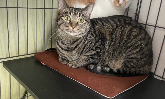 えび天＆ごぼ天トライアルスタートです❕