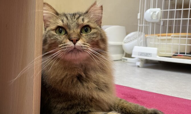 【お茶の水】〜パフェ〜