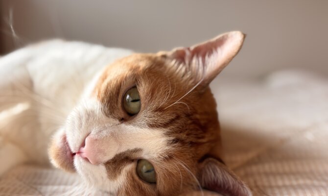 【ネコリパハウス高円寺から、ボジョレーのトライアルがスタート！】 