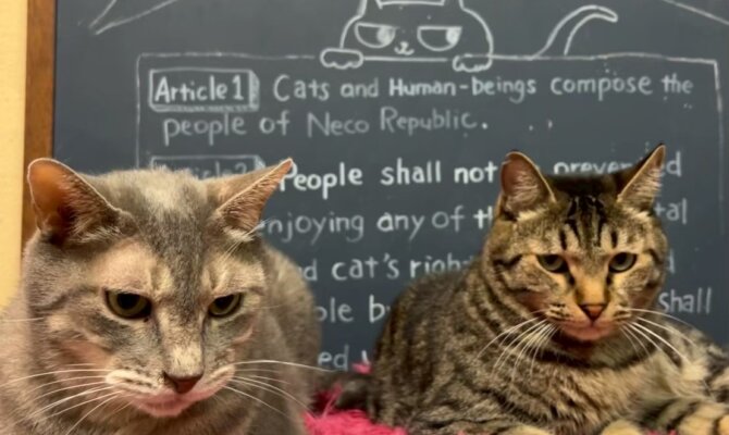 🐾 とらおくん＆ぴー太くん、2匹一緒にトライアルスタート！ 🐾 