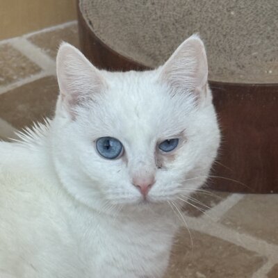 わた【千葉店】