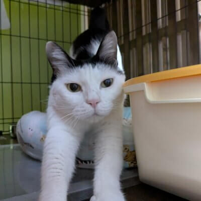 チョビジュ【高円寺】