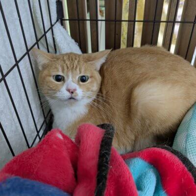 花奈（はな）【高円寺】