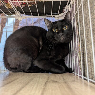 フランカー【ちびびの森シェルター】