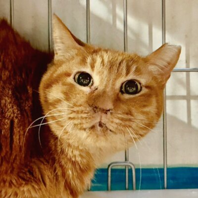 ブルマン【大阪ねこ浴場】