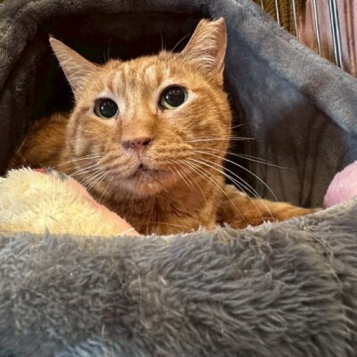                                 ブルマン【大阪ねこ浴場】