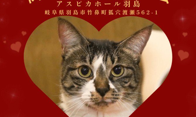 バレンタイン前に出会う、あまくてやさしいご縁。アスピカホール岐阜羽島保護猫譲渡会🍫🐱