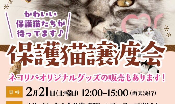🐾猫の日🐾直前！保護猫譲渡会を開催します🎉