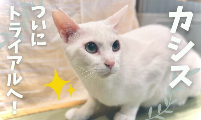 【大阪ねこ浴場】カシス、ついにトライアルへ🫐✨️