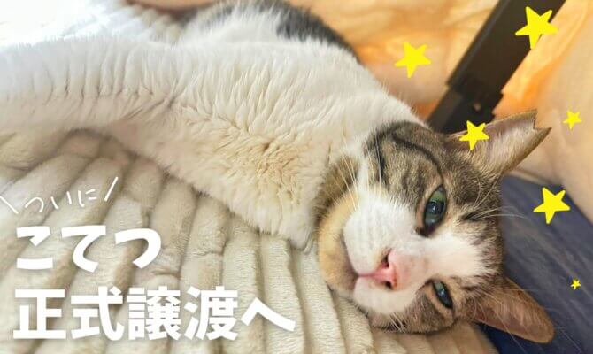 【大阪ねこ浴場】こてつ、ついに正式譲渡へ‼️